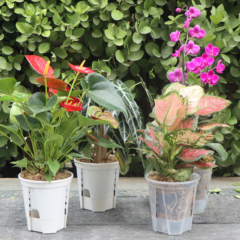 5 قطعة وعاء الأوركيد الشفاف مع - مراجعة Orchid Potting Mix وسعره